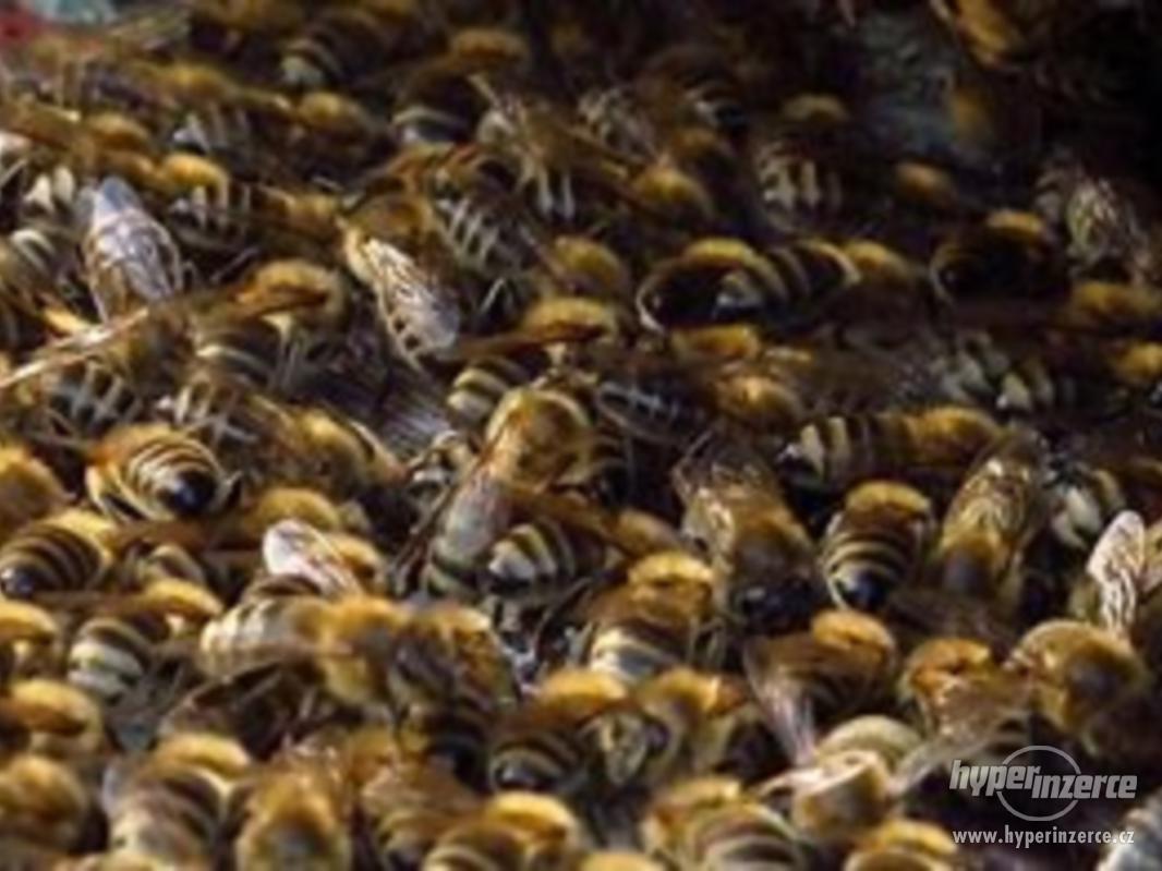 Přezimované včely - foto 1
