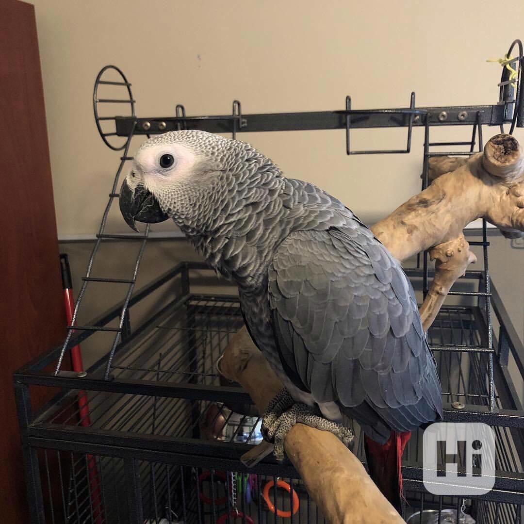 Prodám samice papouška šedého - foto 1