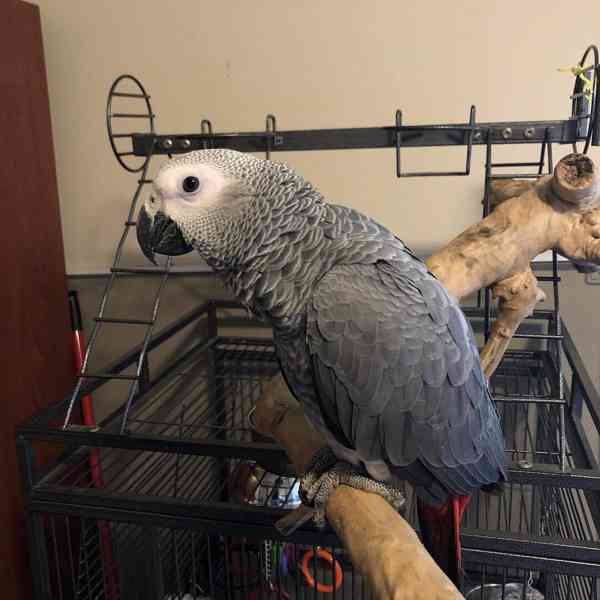 Prodám samice papouška šedého