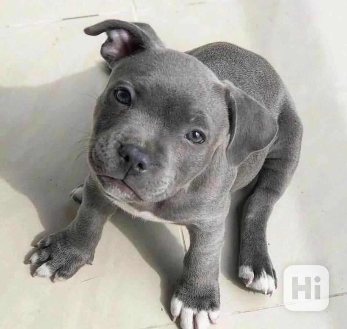Štěňata amerického pitbull teriéra . - foto 1