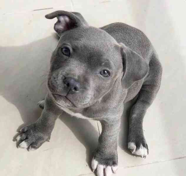 Štěňata amerického pitbull teriéra . - foto 1