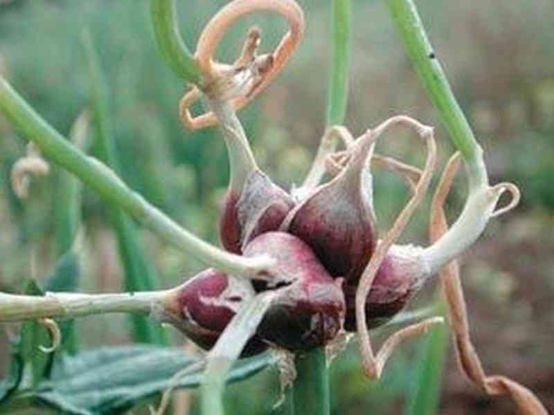 Sazenice Cibule prorůstaná (Egyptská) - foto 1