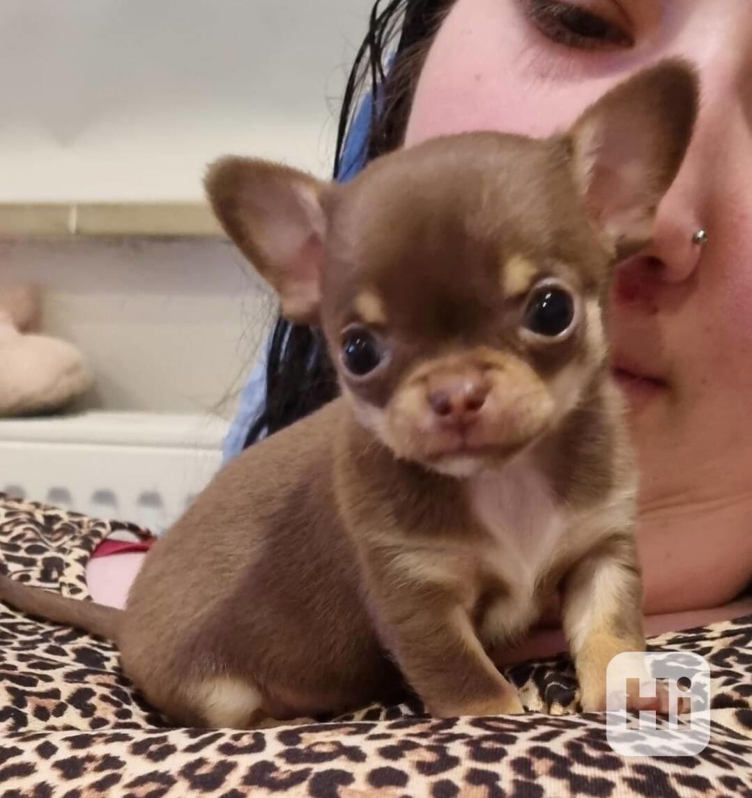Exkluzivní štěňata mini čivav k dispozici - foto 1