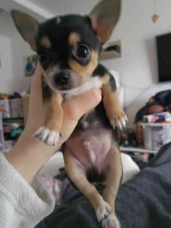 Exkluzivní štěňata mini čivav k dispozici - foto 2