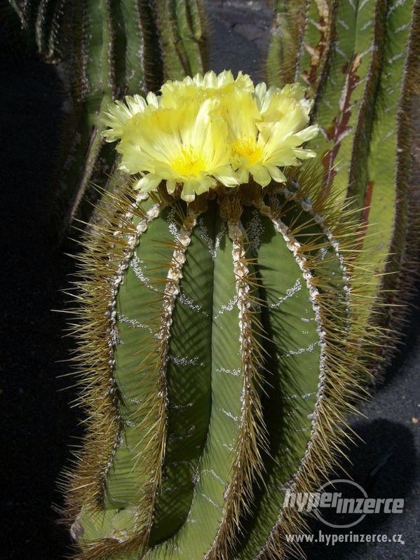 Kaktus Astrophytum ornatum - semena - foto 1