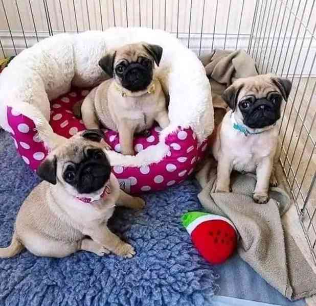 Štěňata mopsa s rodokmenem