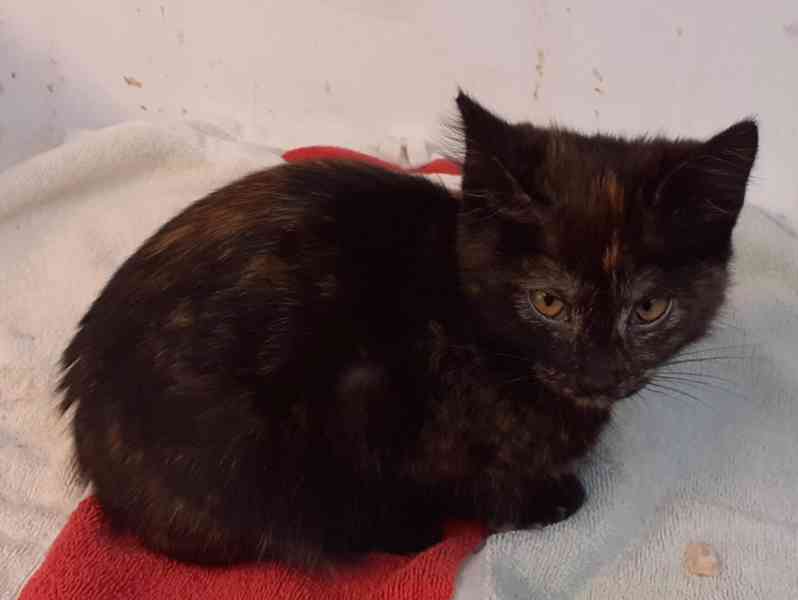 Hravý, hodný, šikovný 3,5měsíční černý Davídek  - foto 3