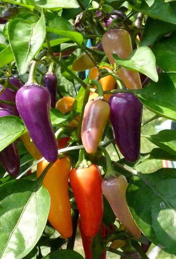 Sazenice Chilli Jalapeňo Multicolor