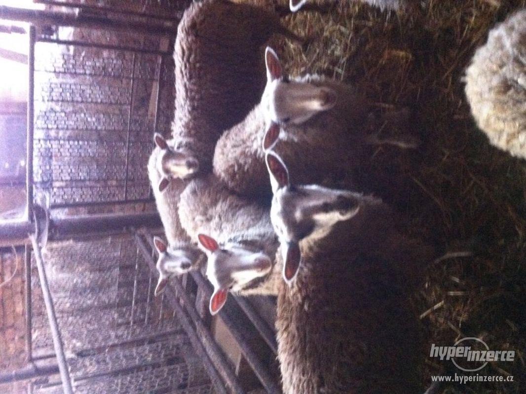 prodam ovce  staří 2-3 roky a jehnata staří 8 mnesíců - foto 1