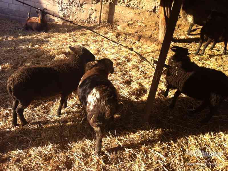 prodam ovce  staří 2-3 roky a jehnata staří 8 mnesíců - foto 2