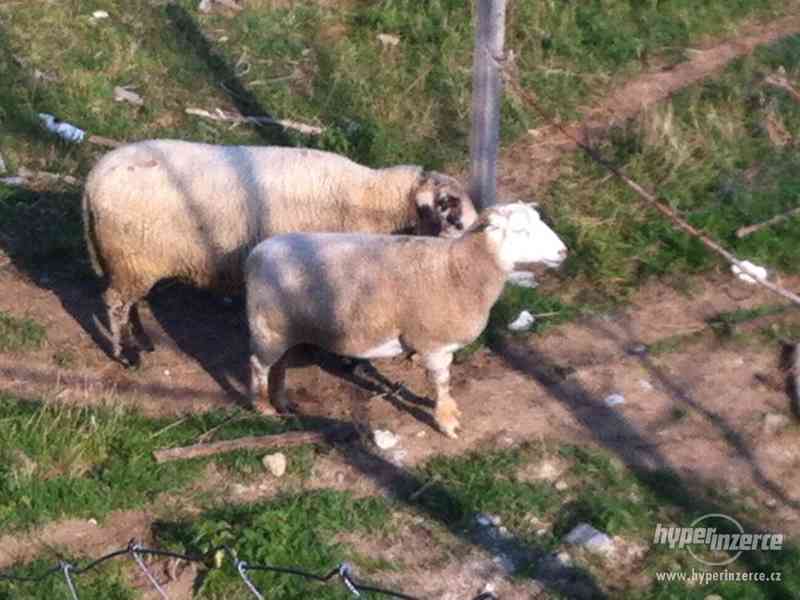 prodam ovce  staří 2-3 roky a jehnata staří 8 mnesíců - foto 3