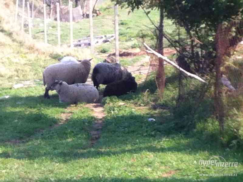 prodam ovce  staří 2-3 roky a jehnata staří 8 mnesíců - foto 4
