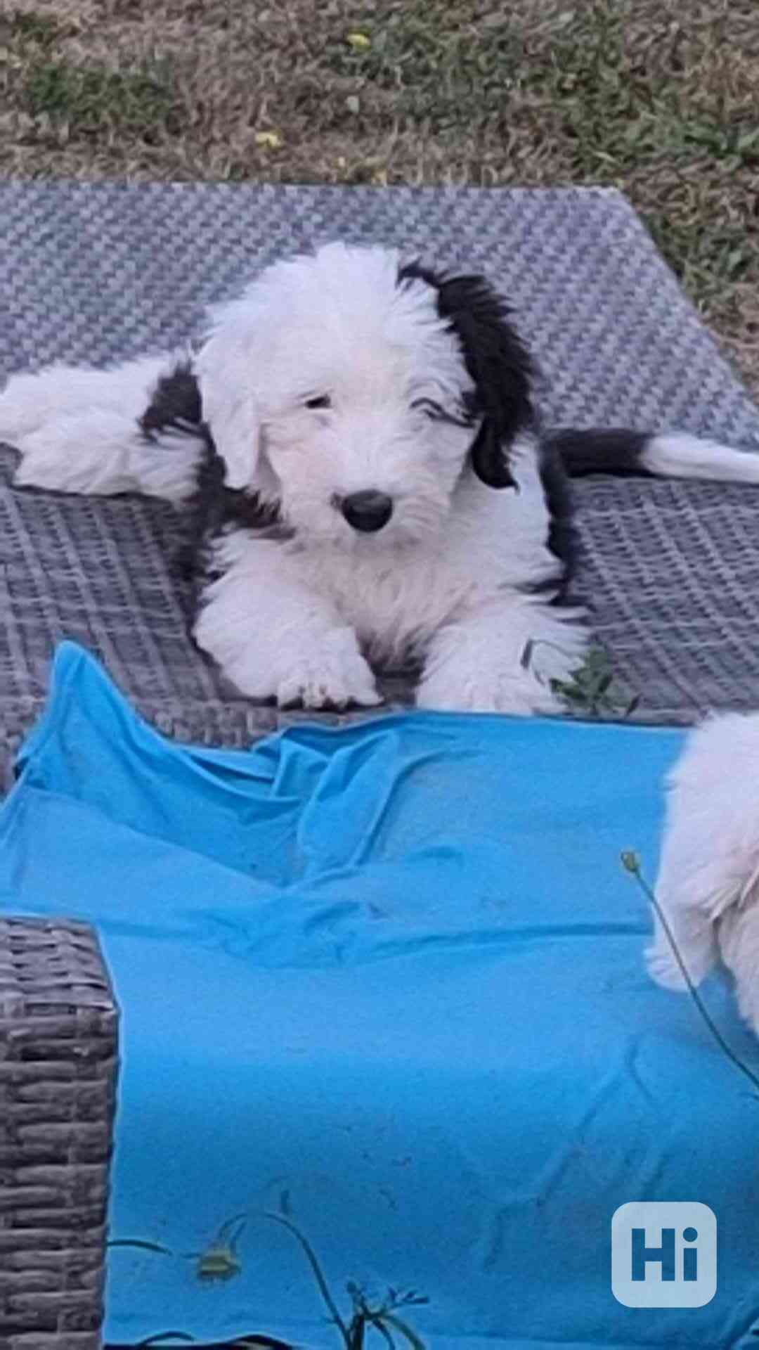 Bobtail - foto 1