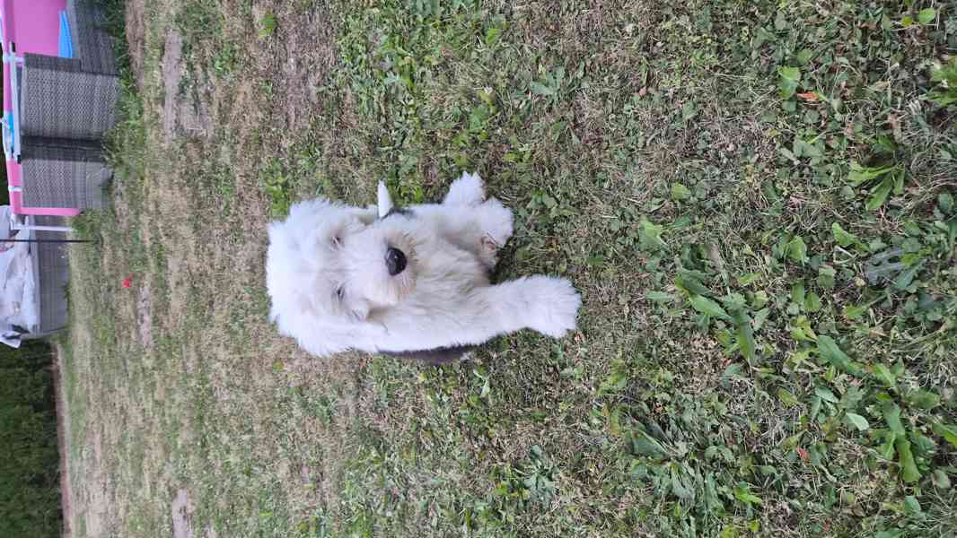 Bobtail - foto 4