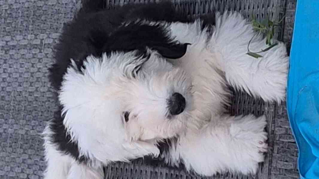Bobtail - foto 2