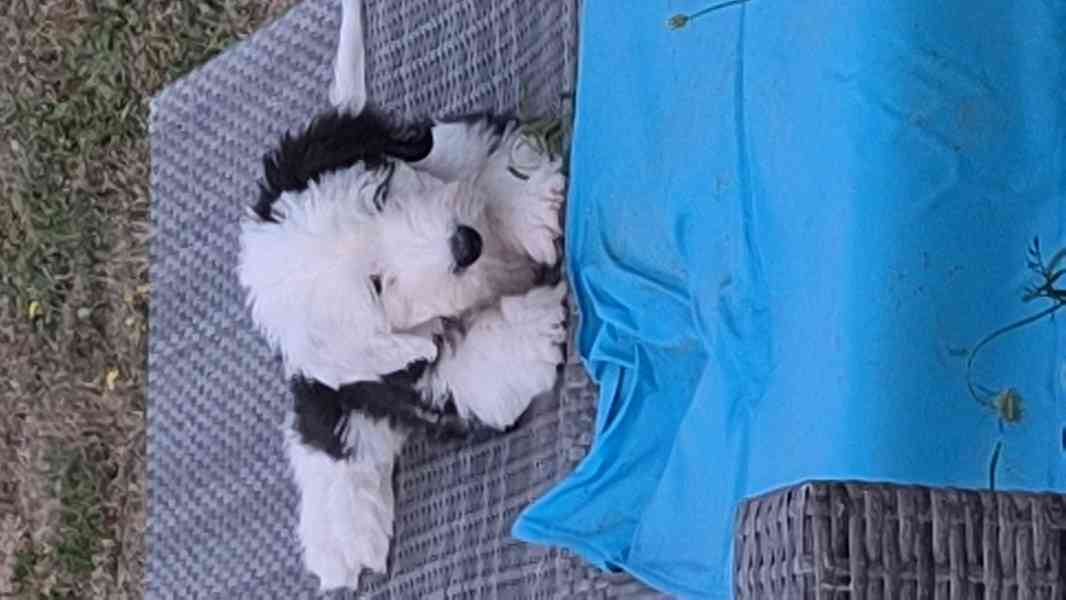 Bobtail - foto 3