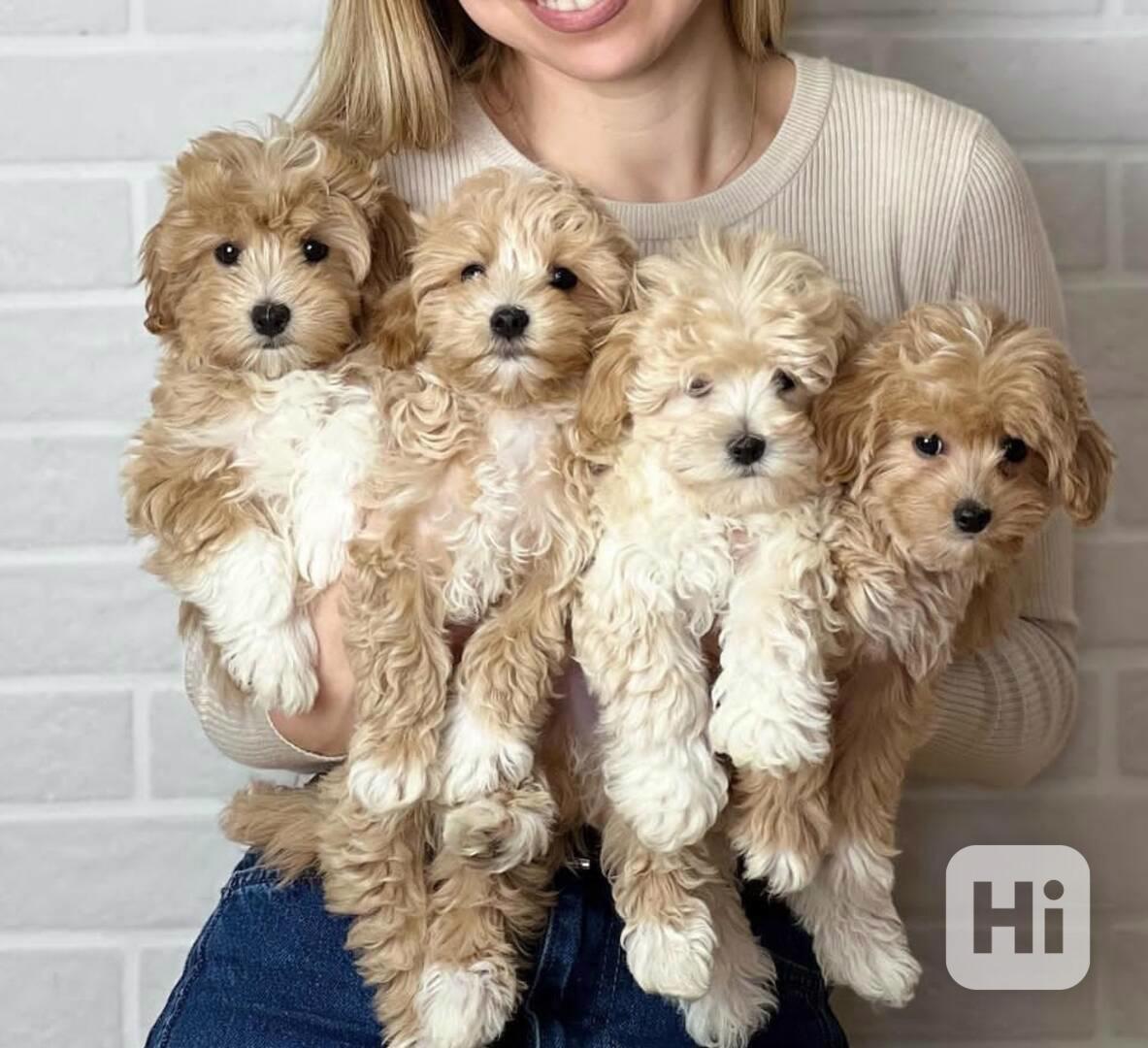 štěňata maltipoo - foto 1
