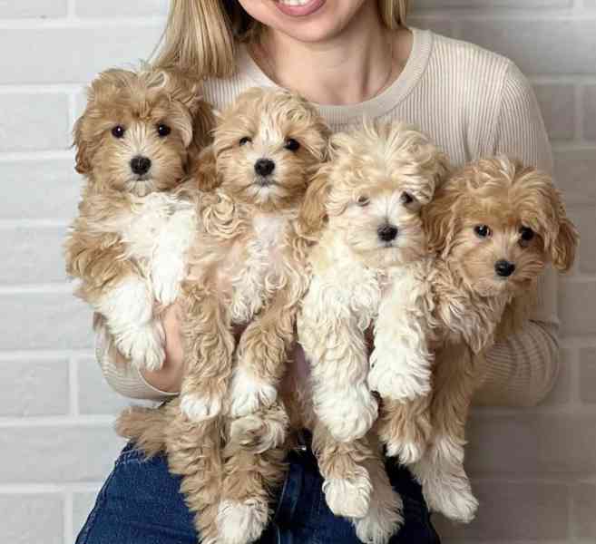 štěňata maltipoo - foto 1
