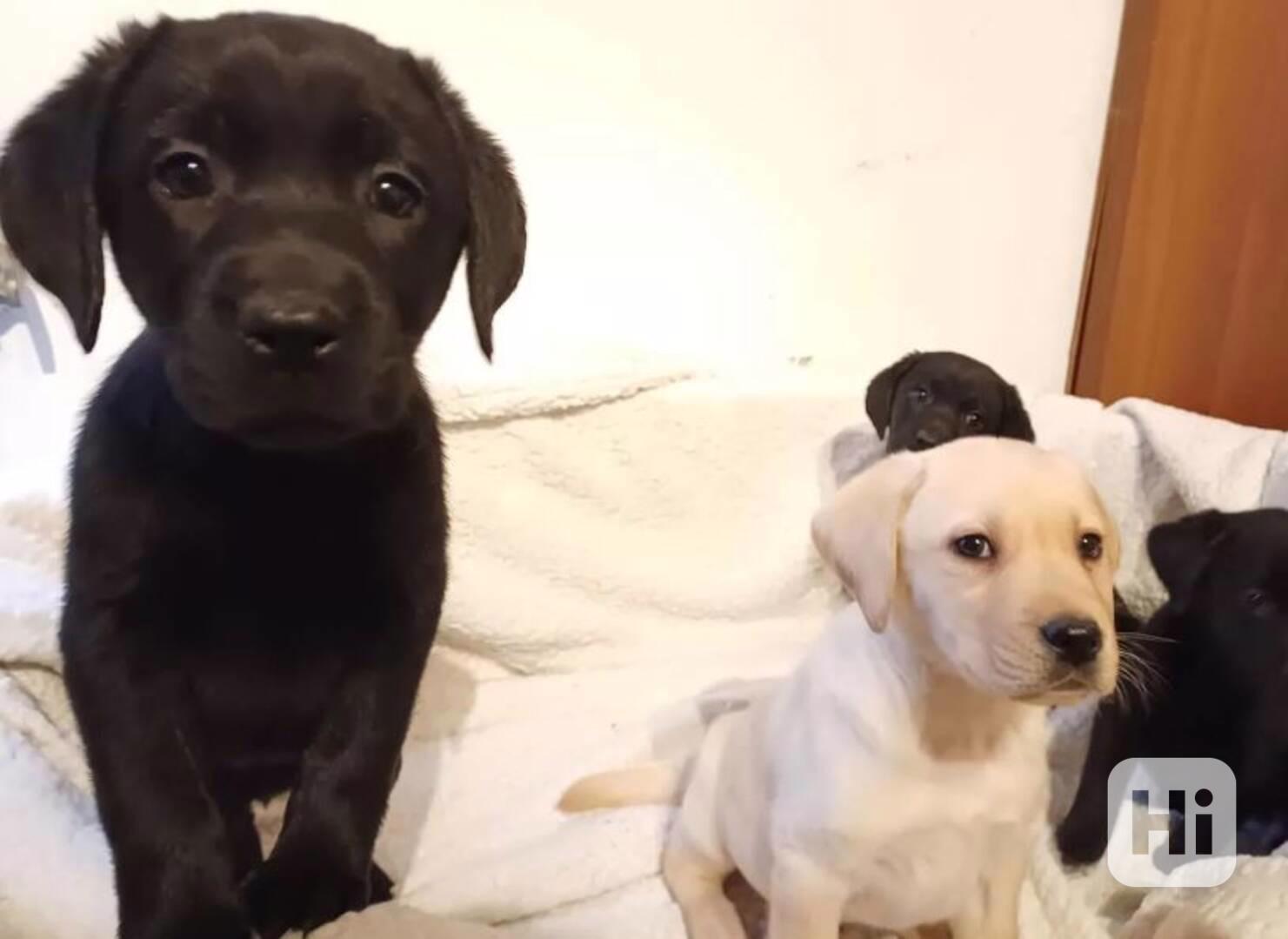 ? Rozkošná štěňata labradora hledají milující domov! ? - foto 1