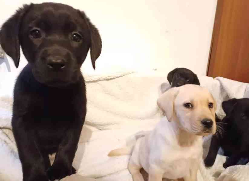 ? Rozkošná štěňata labradora hledají milující domov! ? - foto 1