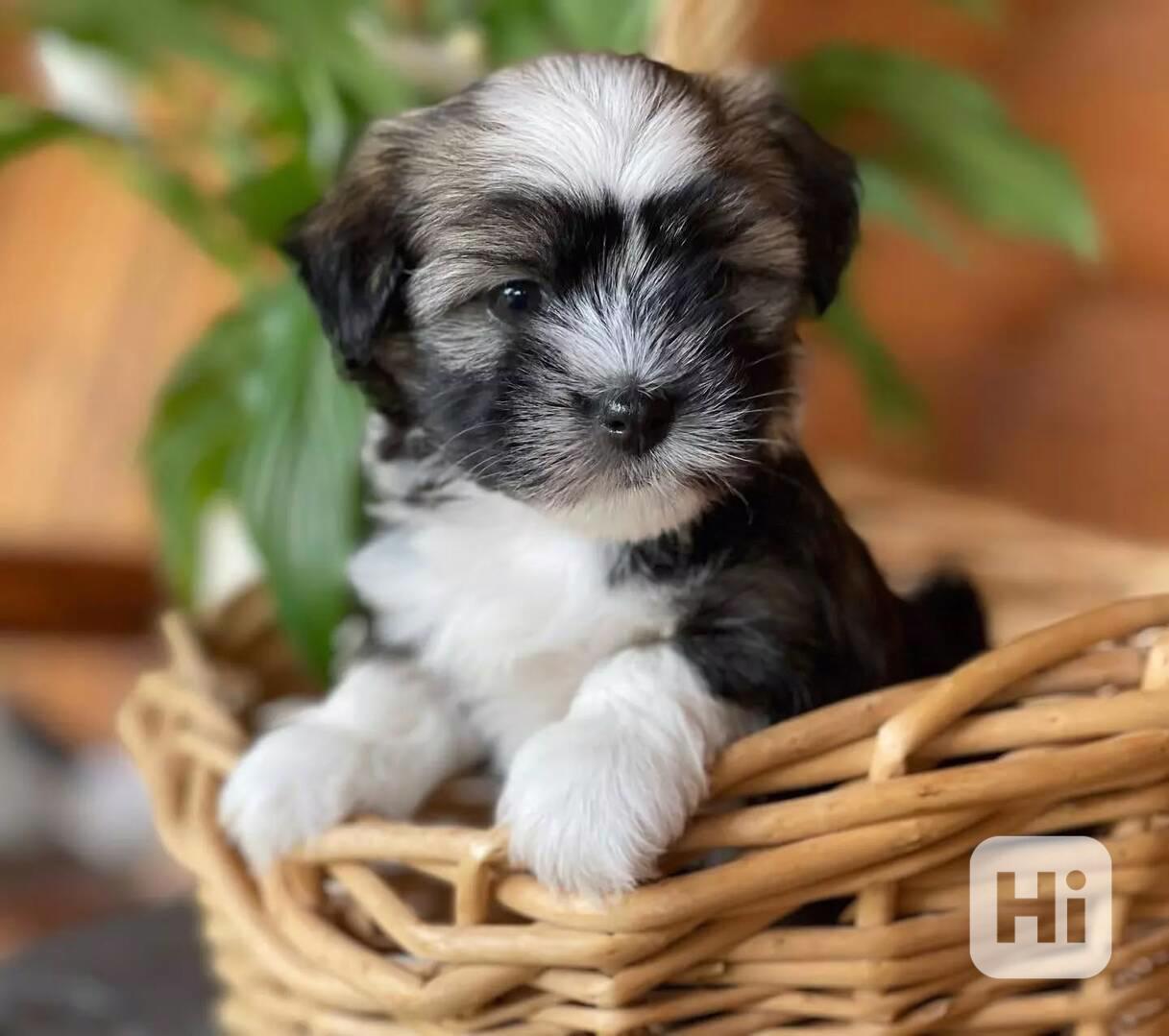 🐾🌟 Štěňata havanských psů na prodej! - foto 1