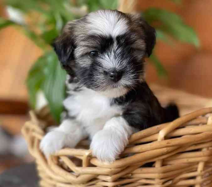 🐾🌟 Štěňata havanských psů na prodej! - foto 1