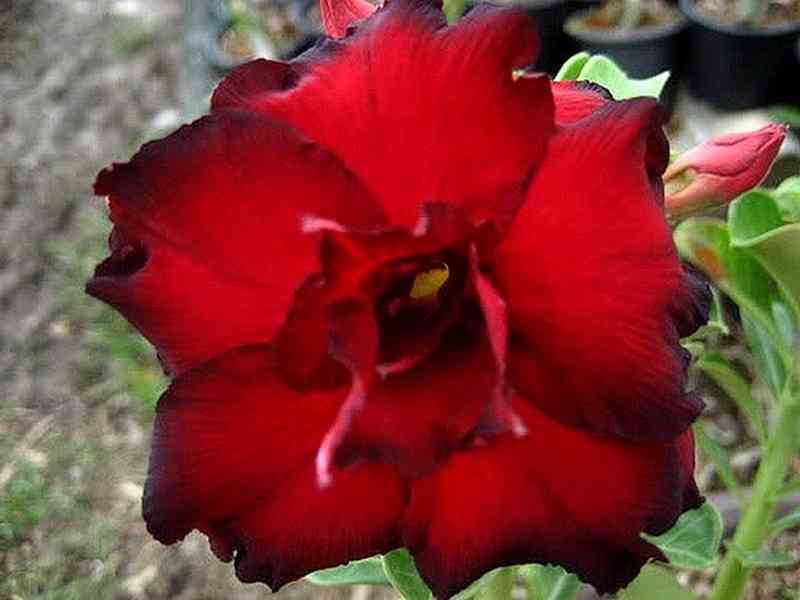 Adenium obesum 'black red' - semena