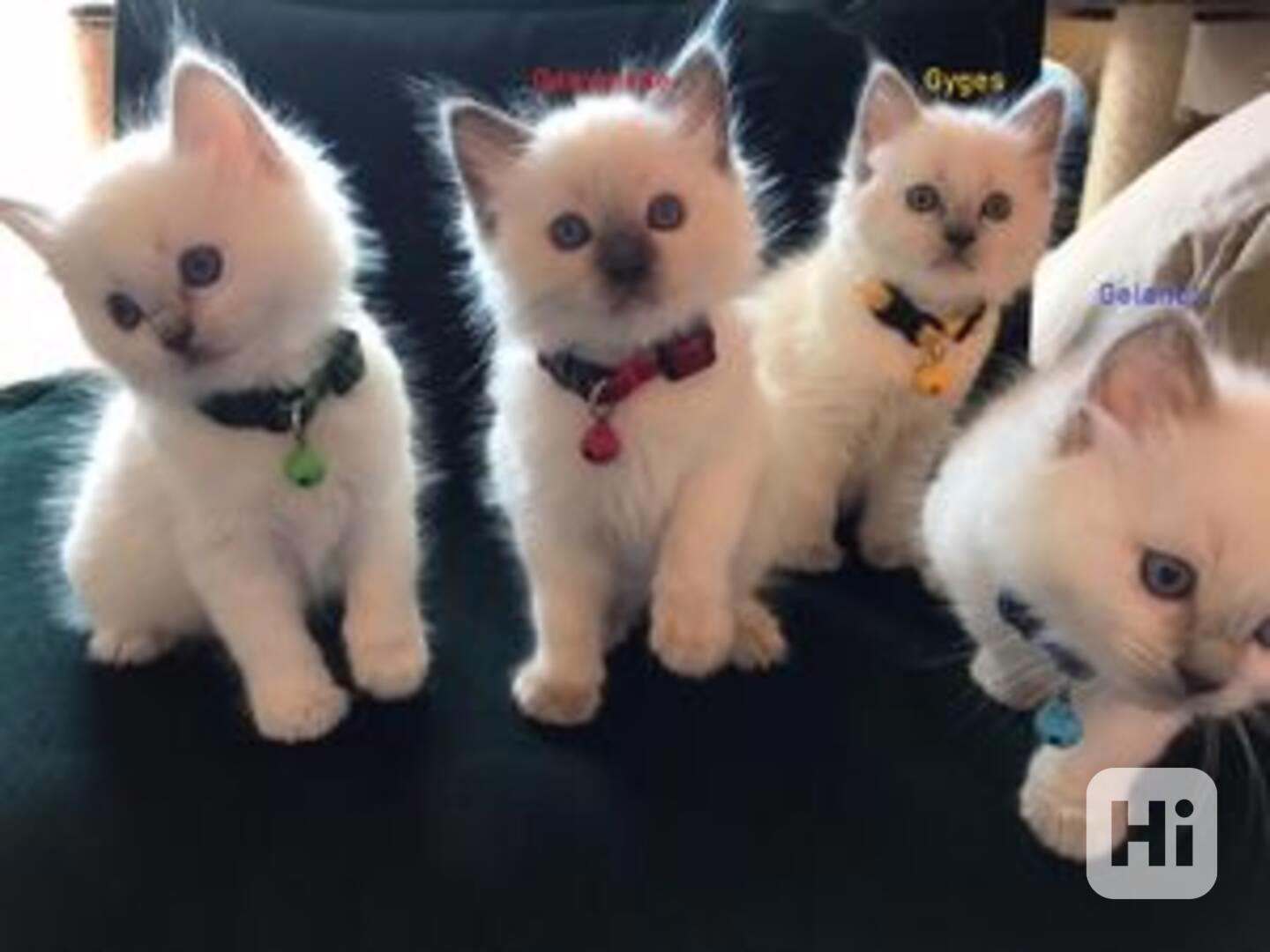 Vynikající vrhy koťat plemene Ragdoll - foto 1