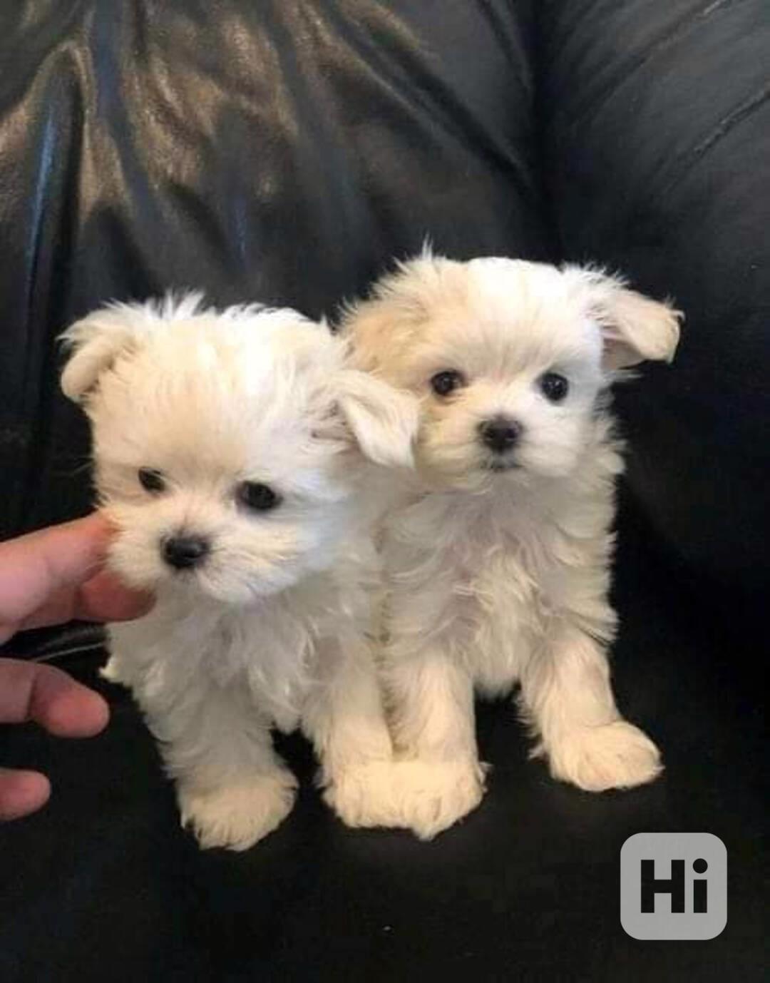 Štěňata maltézského ovčáka hledají domov. - foto 1