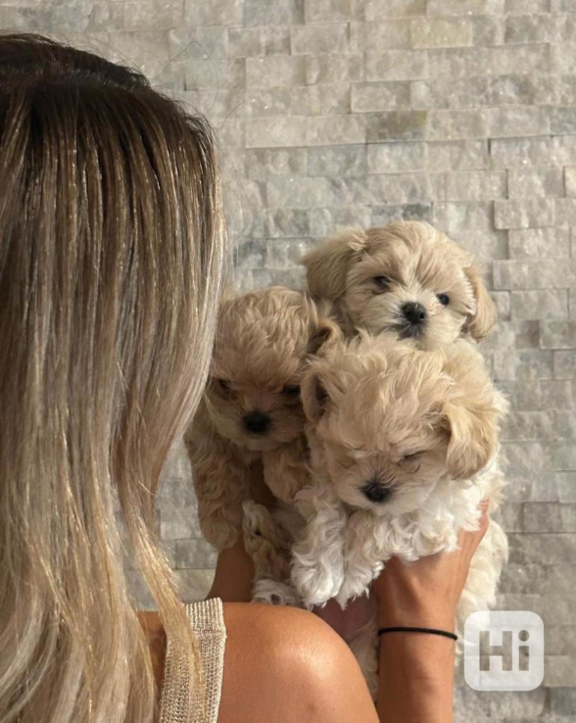 🐾Krásné drobné 800g luxusní holčičky Maltipoo F1!🐾 - foto 1