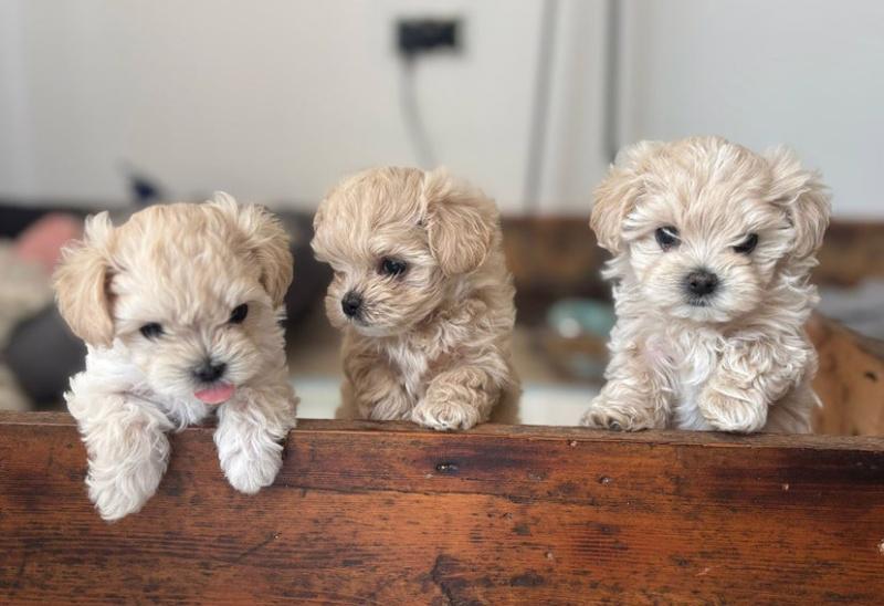🐾Krásné drobné 800g luxusní holčičky Maltipoo F1!🐾 - foto 3