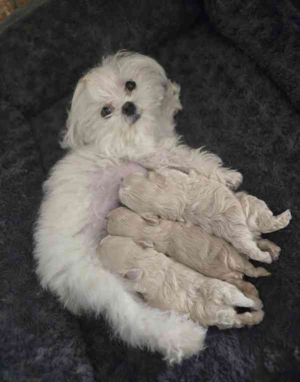 🐾Krásné drobné 800g luxusní holčičky Maltipoo F1!🐾 - foto 5