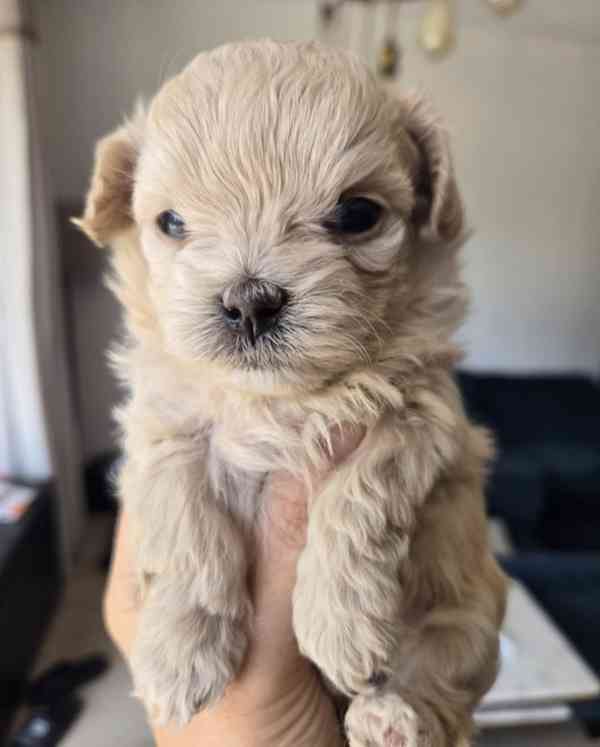 🐾Krásné drobné 800g luxusní holčičky Maltipoo F1!🐾 - foto 7