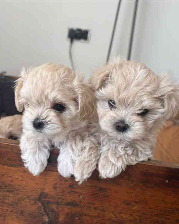 🐾Krásné drobné 800g luxusní holčičky Maltipoo F1!🐾 - foto 2