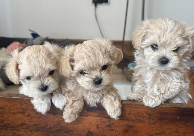 🐾Krásné drobné 800g luxusní holčičky Maltipoo F1!🐾 - foto 4