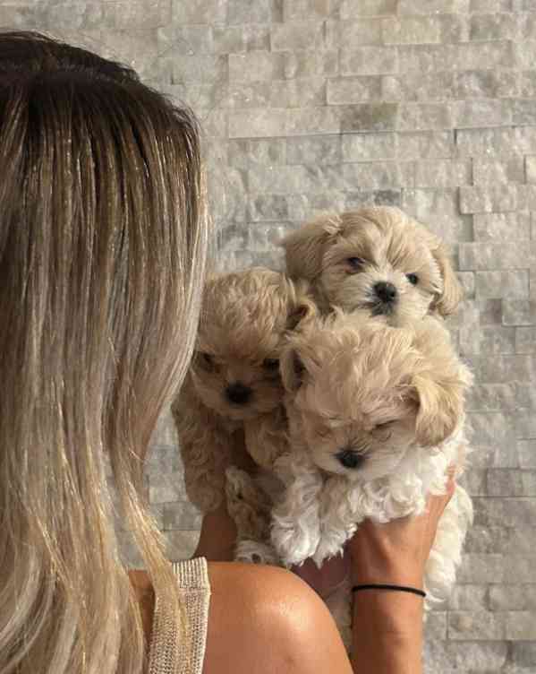 🐾Krásné drobné 800g luxusní holčičky Maltipoo F1!🐾 - foto 1