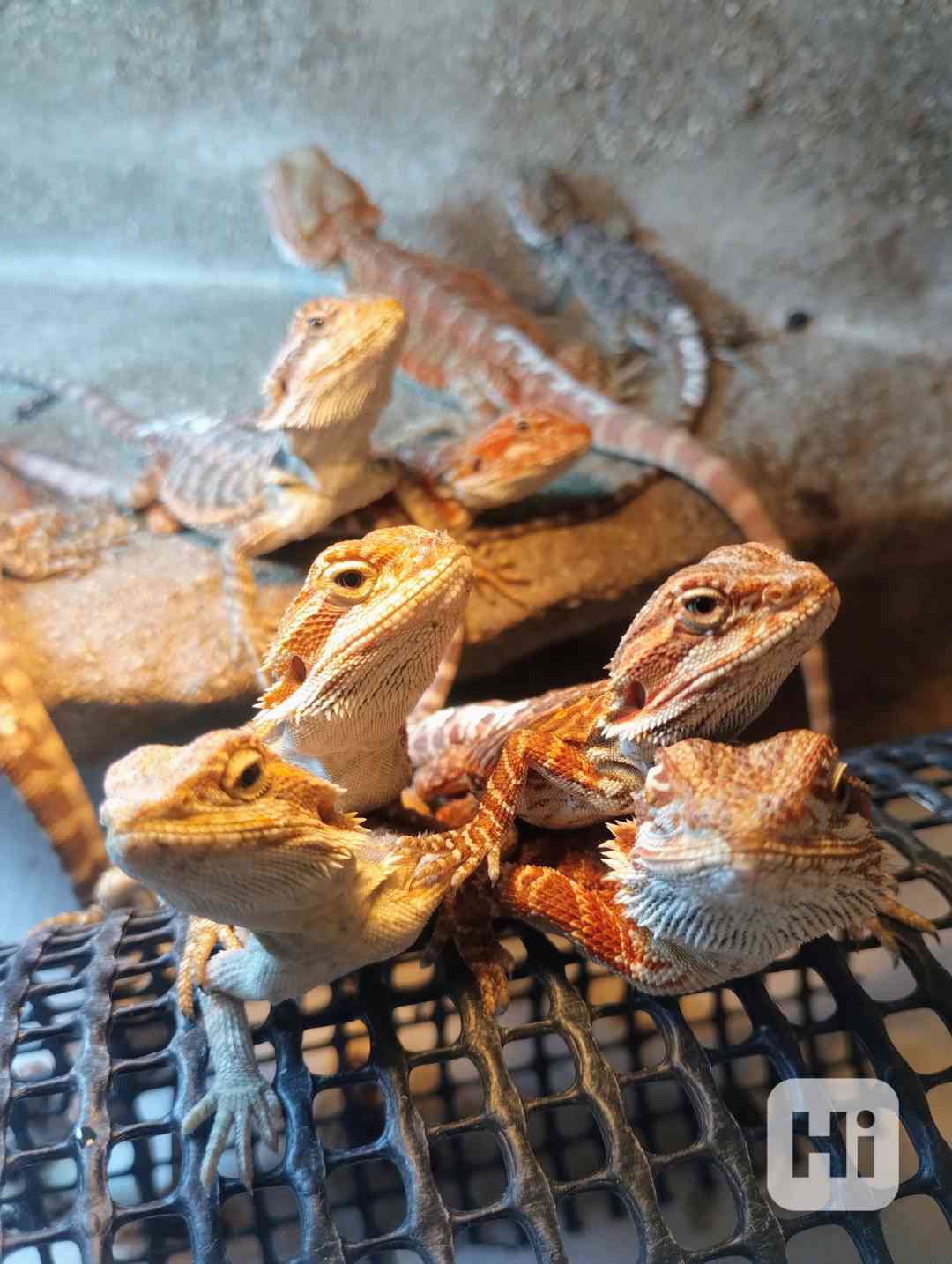 Agama vousatá  - foto 1