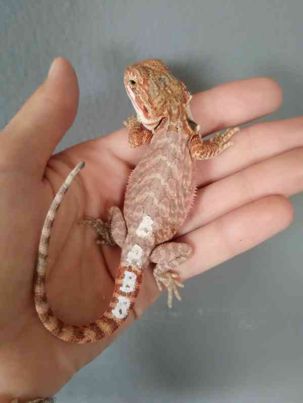 Agama vousatá  - foto 3