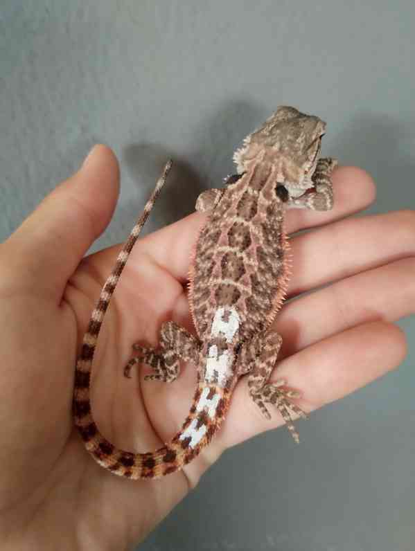 Agama vousatá  - foto 2