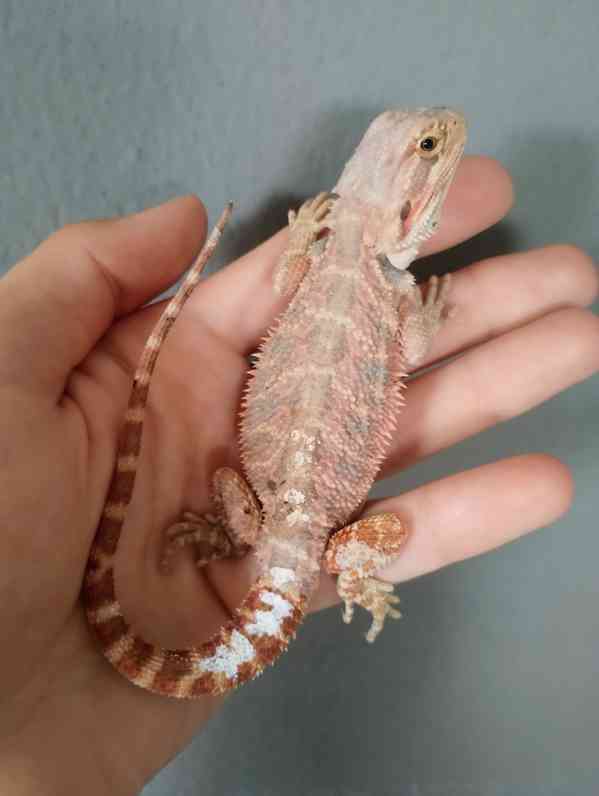 Agama vousatá  - foto 7