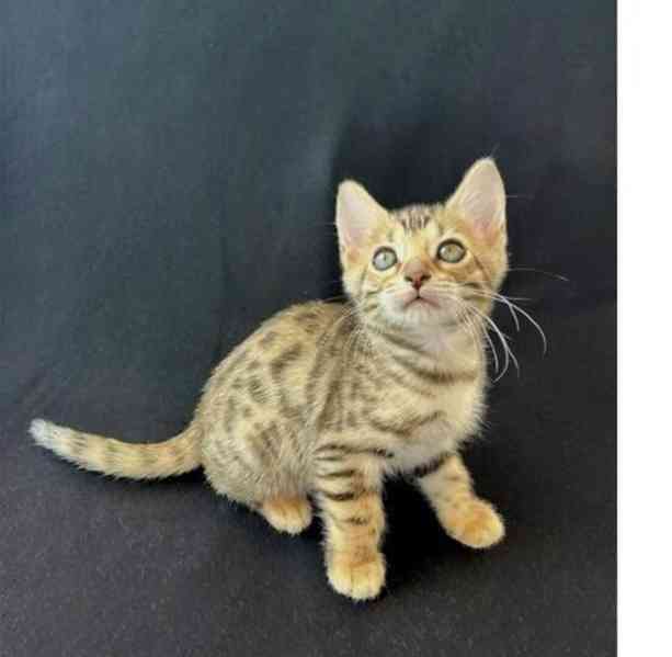 Bengálská koťátka k dispozici - foto 1