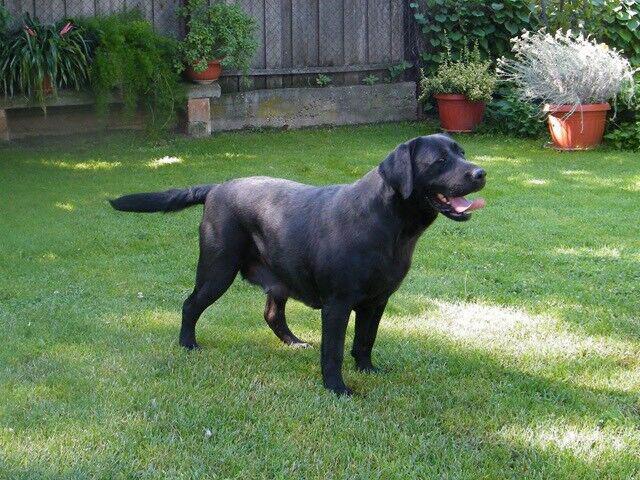 Prodám štěňátka Labradora - foto 2