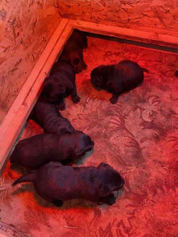 Prodám štěňátka Labradora - foto 3