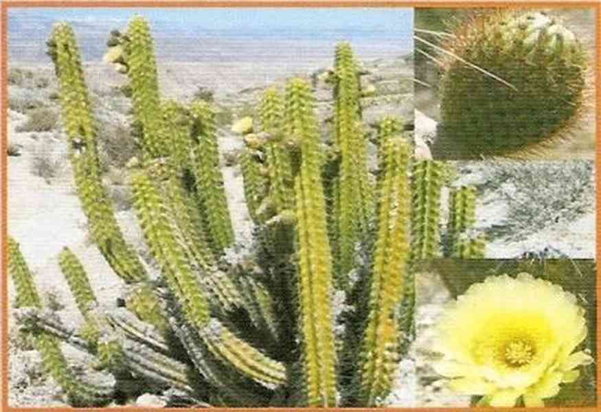 Kaktus Corryocactus brevistylus - semena