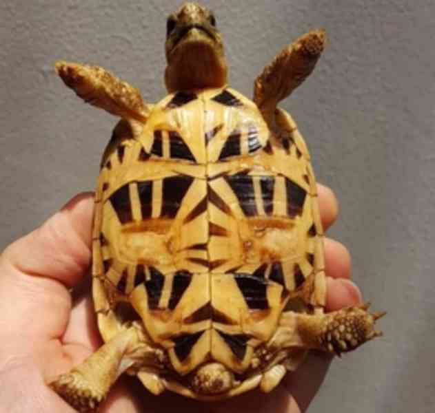 Roztomilá indická hvězdicovitá želva - foto 3