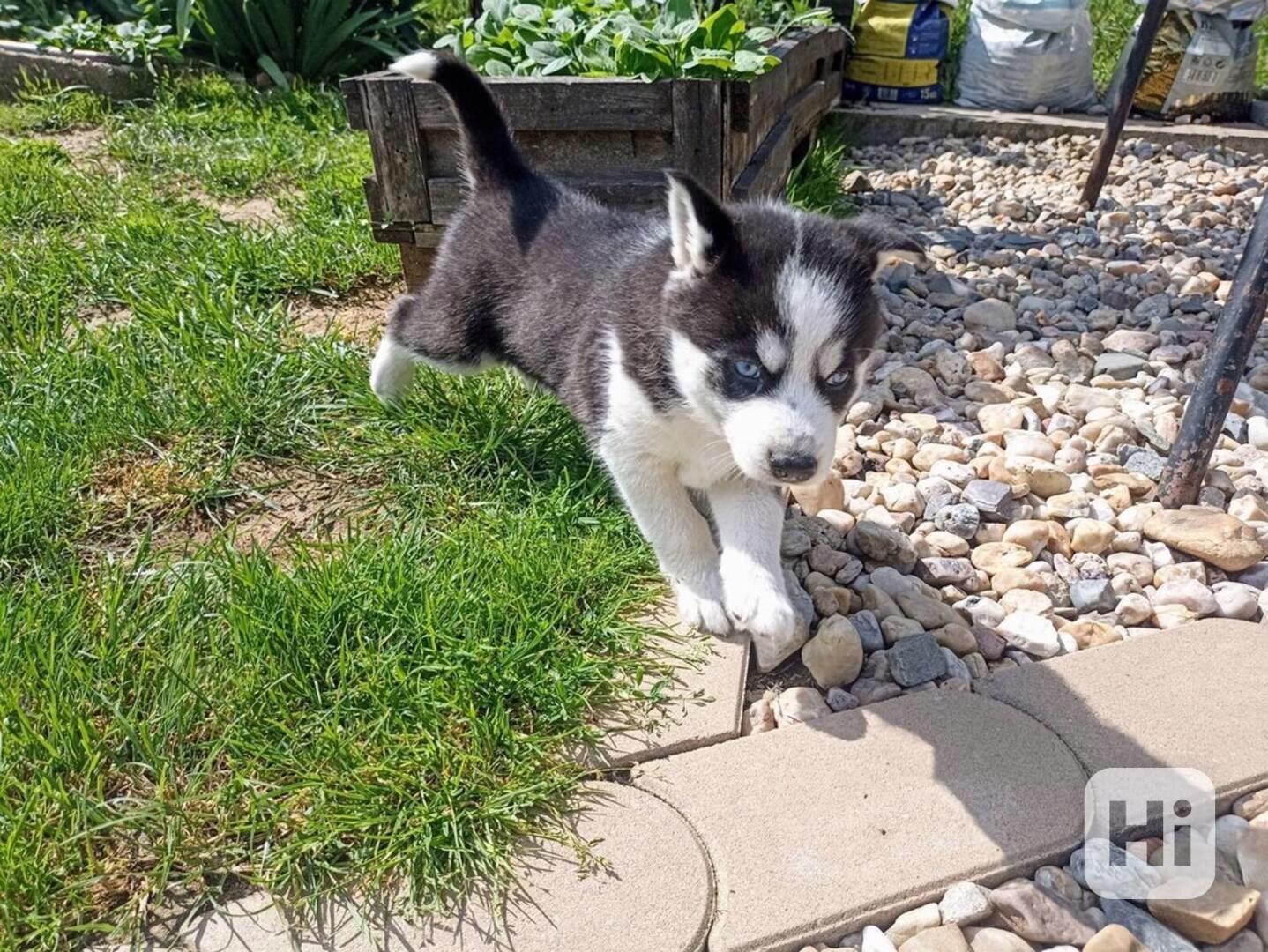 Sibiřský husky štěňata Fenka - foto 1