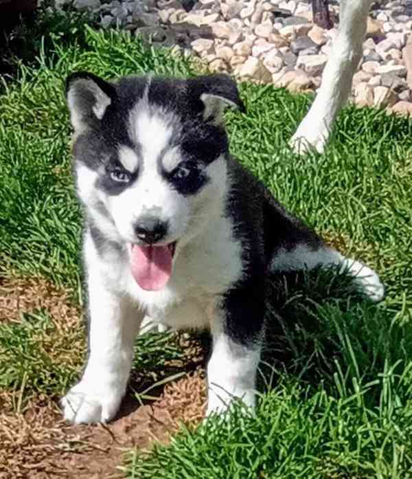 Sibiřský husky štěňata Fenka - foto 3