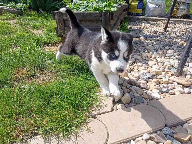 Sibiřský husky štěňata Fenka - foto 1