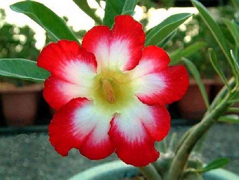 Adenium obesum 'moonlight fairy' - semena - foto 1