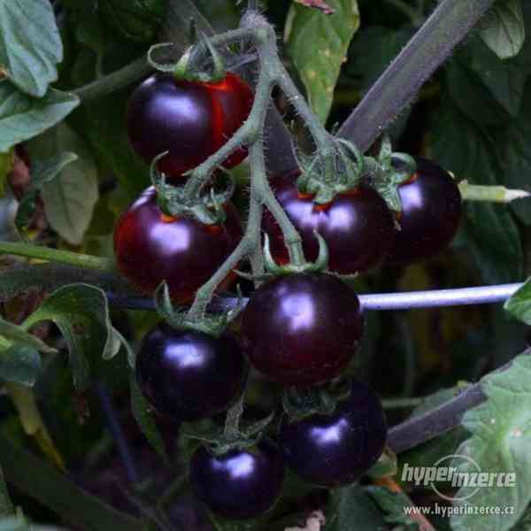 Rajče Clackamas Blueberry  - semena - foto 1